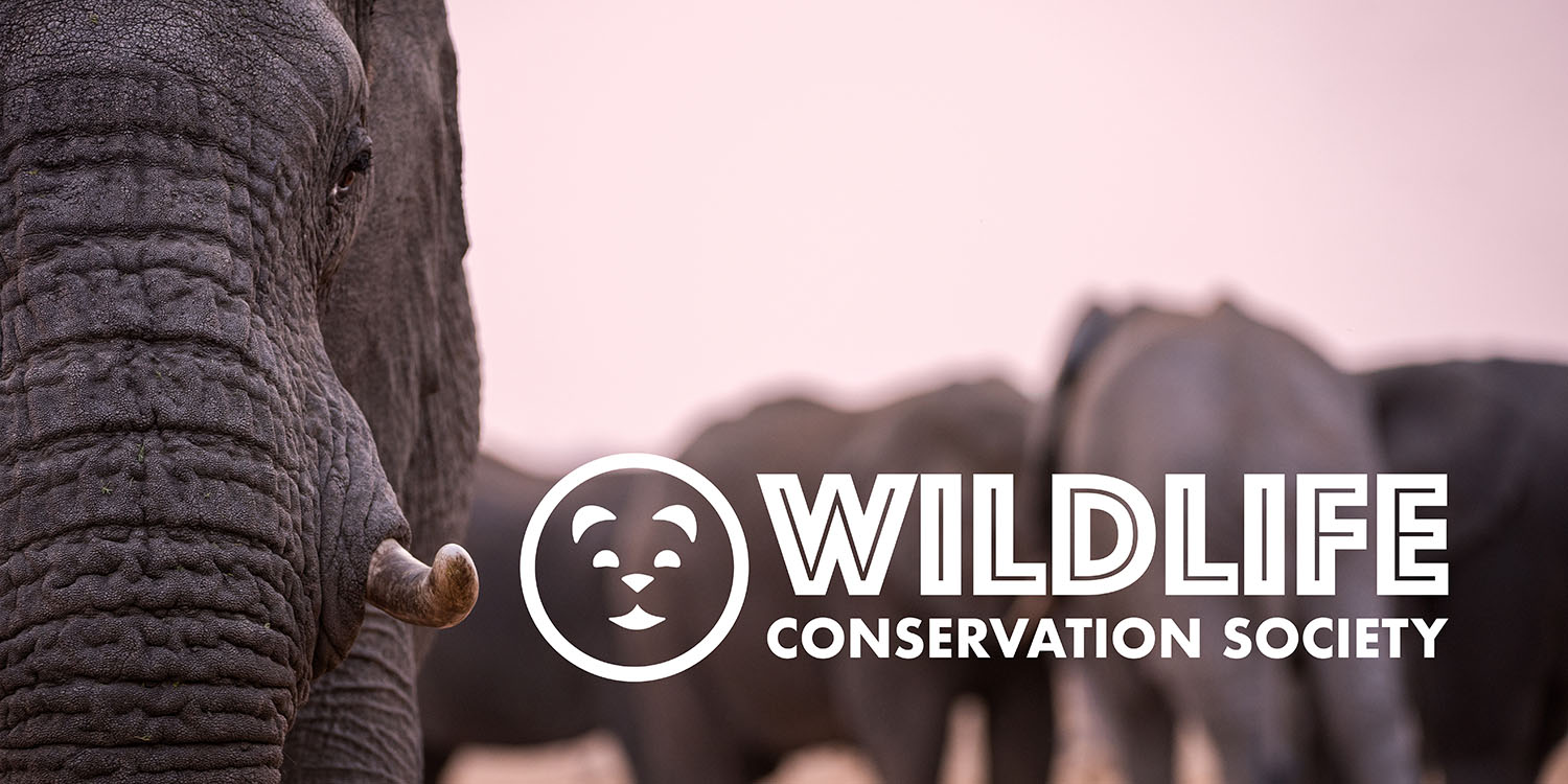 image elephant with WCS logo